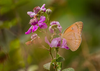 Butterfly kolot of Mesopotamia (Colotis in fausti) lives in the garden Hevsel the UNESCO Cultural Heritage List of Diyarbakir in Turkey.