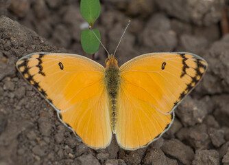 Butterfly kolot of Mesopotamia (Colotis in fausti) lives in the garden Hevsel the UNESCO Cultural Heritage List of Diyarbakir in Turkey.