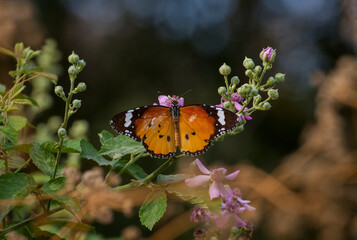 Hevsel bahçelr a kind commonly seen in Diyarbakir in Turkey Plain Tiger (Danaus chrysippus)