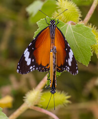 Hevsel bahçelr a kind commonly seen in Diyarbakir in Turkey Plain Tiger (Danaus chrysippus)