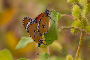 Hevsel bahçelr a kind commonly seen in Diyarbakir in Turkey Plain Tiger (Danaus chrysippus)