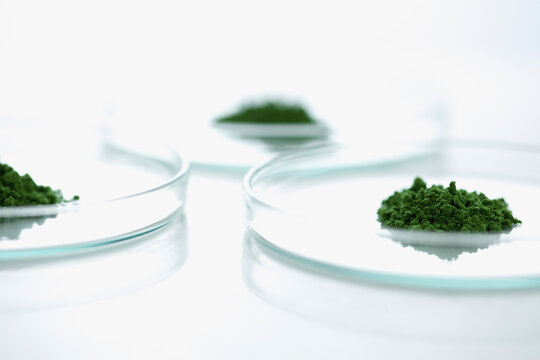 Petri Dishes with Wheatgrass Powder
