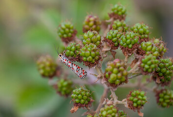 Utetheisa pulchella... The scarlet-spotted moth with the scientific name Utetheisa pulchella is a moth of the family Erebidae. Its beauty arouses admiration.