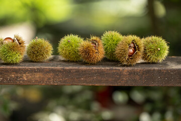 殻の中に入った栗