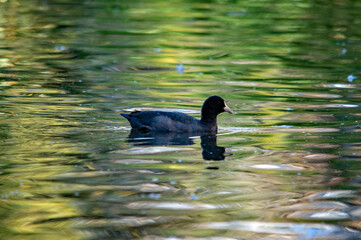 Porträt eines Blässhuhns auf einem Teich