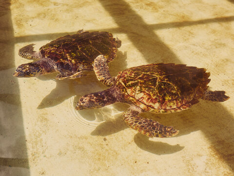 Sea turtles floating in sunny water, Kingstown, Saint Vincent and the Grenadines
