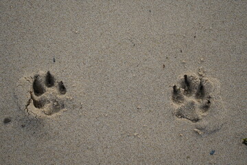 Dog (Canidae) footprints on the beach in Porto, Portugal.