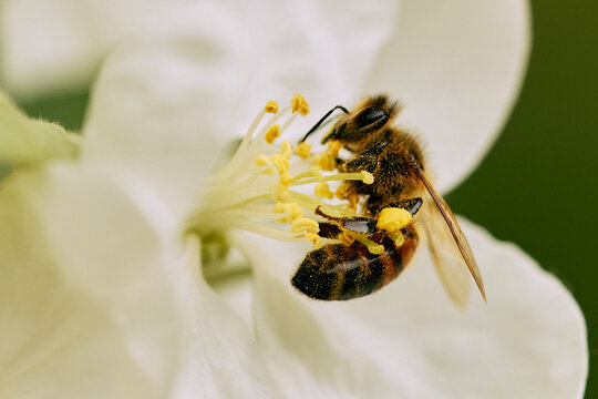 Close up bumble bee pollinating white flower
