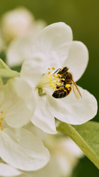 Close up bumblebee pollinating white flower
