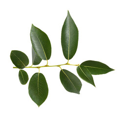 Twig of fresh green leaves (salix) isolated on white or transparent background