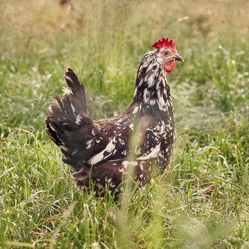Side view Ancona chicken in grass
