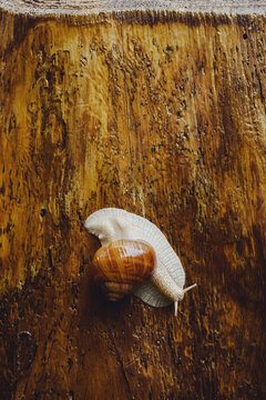 Close up camouflaged snail on tree trunk
