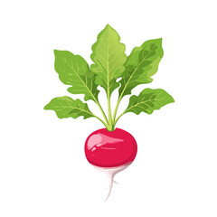 Fresh Radish with Leaves Vector Illustration