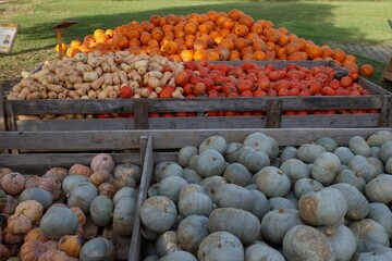 Outdoormarket with different types of pumpkins hokkaido butternut 