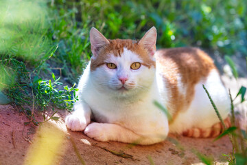 A ginger and white cat lies in the garden on a sunny summer day