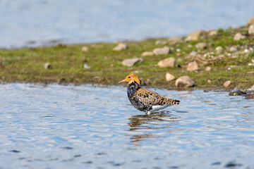 Ruff in the water