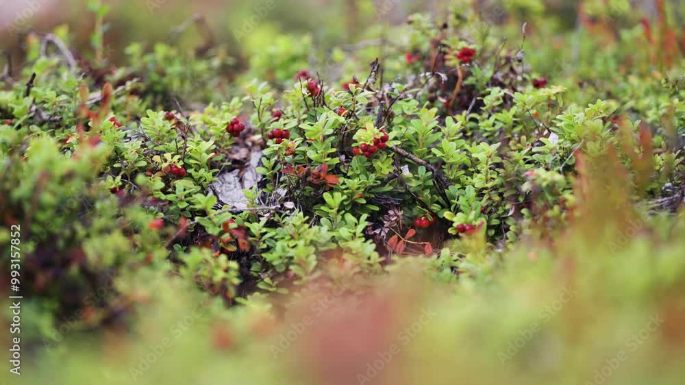 Poster dense carpet of tiny cranberry shrubs with ripe berries in autumn tundra. parallax video, bokeh back
