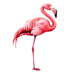 Obraz premium A vibrant pink flamingo standing gracefully on one leg against a white isolated background, showcasing its long neck and distinctive features.