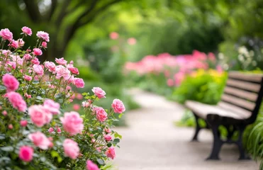 A wooden bench amidst blooming pink roses in a tranquil garden during summer afternoons