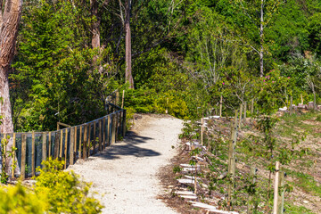 Winding Forest Pathway with Wooden Fence