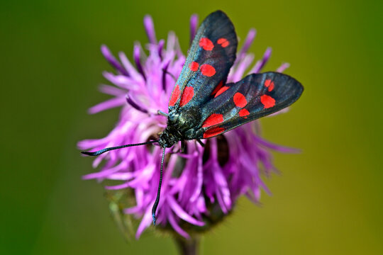 Sechsfleck-Widderchen (Zygaena filipendulae) auf Skabiosen-Flockenblume (Centaurea scabiosa) // Six-spot burnet on a greater knapweed