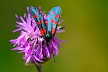 Sechsfleck-Widderchen (Zygaena filipendulae) auf Skabiosen-Flockenblume (Centaurea scabiosa) // Six-spot burnet on a greater knapweed