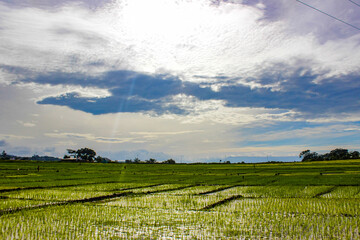 Fototapeta premium green field and blue sky