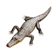 Fototapeta premium A detailed illustration of a crocodile, showcasing its unique features, scales, and texture, displayed on a white isolated background for clear visibility.