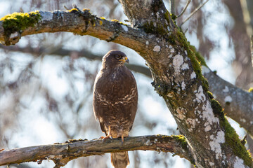 Common Buzzard sitting on a tree branch