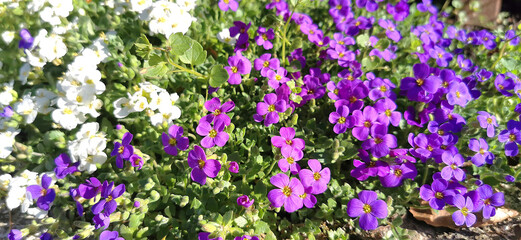 Naklejka premium White and purple wild flowers blooming in early spring season