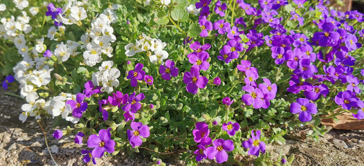 White and purple wild flowers blooming in early spring season