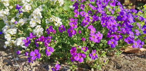 Obraz premium White and purple wild flowers blooming in early spring season