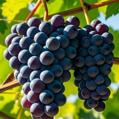 grape vine, with its abundant fruit