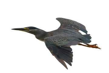 Beautiful flying Little Heron isolated on transparent background png file