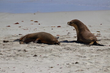 australian sea lion