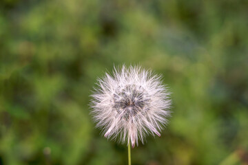 Dandelion Flower in Full Bloom