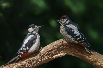 Great Spotted Woodpecker ( Dendrocopos major) Father and child. The male is feeding the juvenile sitting on a branch in the forest of Noord Brabant in the Netherlands. 