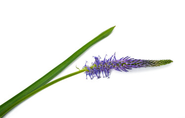 Rampion flower isolated
