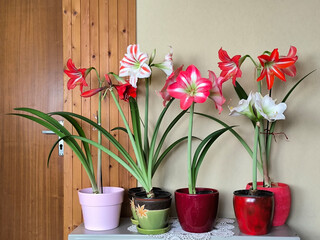 blooming amaryllis plant in the pot