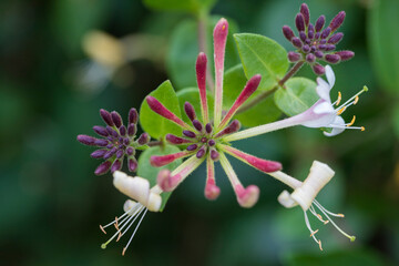Close up of flowering Honeysuckle (Lonicera caprifolium)