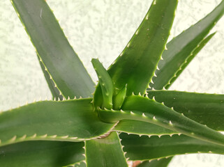 green aloe plant growing in the pot