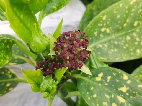 blooming Japanese aucuba bush close up