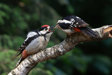 Great Spotted Woodpecker ( Dendrocopos major) Father and child. The male is feeding the juvenile sitting on a branch in the forest of Noord Brabant in the Netherlands. 