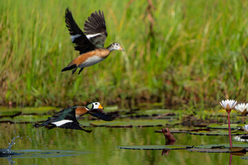 African pygmy goose (Nettapus auritus). This very small goose is flying in a lily field in the Chobe River in Botswana © henk bogaard