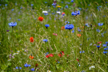 Wild flowers in the field