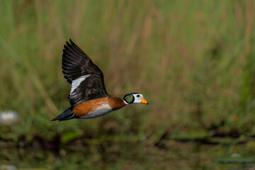 African pygmy goose (Nettapus auritus). This very small goose is flying in a lily field in the Chobe River in Botswana © henk bogaard