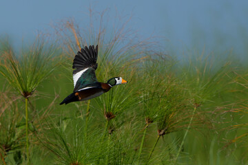 Obraz premium African pygmy goose (Nettapus auritus). This very small goose is flying in a lily field in the Chobe River in Botswana