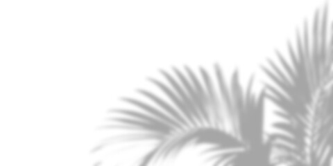 Tropical leaves shadow overlay effect, palm leaf shadows isolated Png, transparent without background.