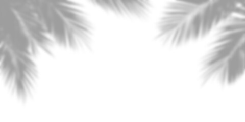 Obraz premium Tropical leaves shadow overlay effect, palm leaf shadows isolated Png, transparent without background.