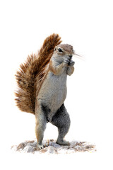 High key Cape ground squirrel (Geosciurus inauris). The squirrel is searching for food and using...